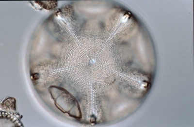 Aulacodiscus archangelskianum