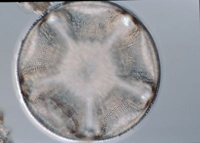 Aulacodiscus archangelskianum