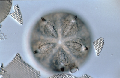 Aulacodiscus spec.