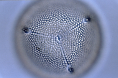 Aulacodiscus spec.