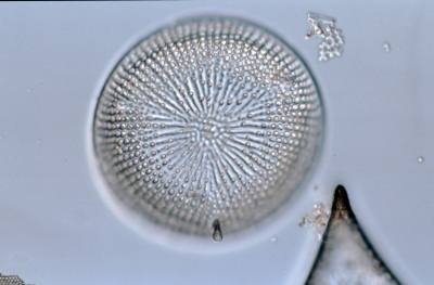 Aulacodiscus spec.
