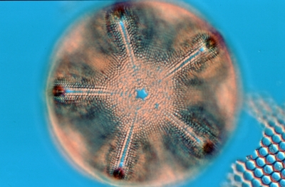 Aulacodiscus archangelskianum