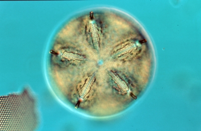 Aulacodiscus archangelskianum