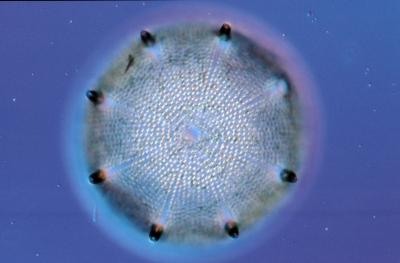Aulacodiscus