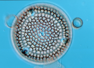 Aulacodiscus