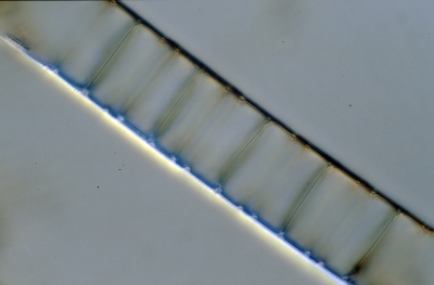 Aulacoseira muzzanensis