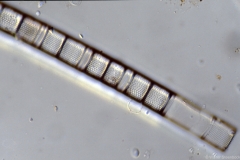 Aulacosira