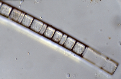 Aulacosira islandica