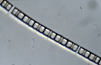 Aulacosira spec.