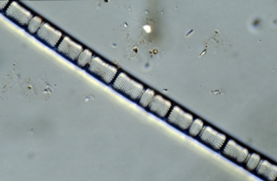 Aulacosira ambigua