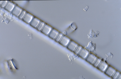 Aulacosira granulata