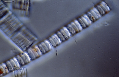 Aulacosira distans
