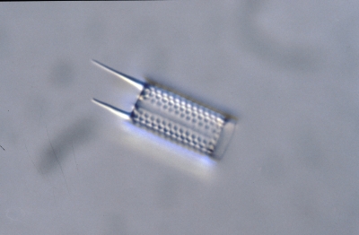 Aulacosira granulata