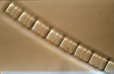 Aulacosira ambigua