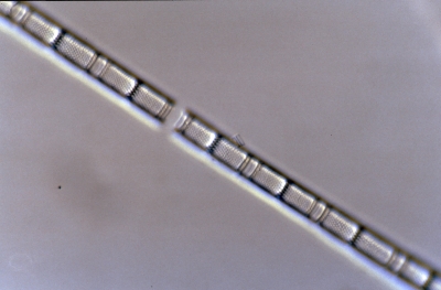 Aulacosira ambigua