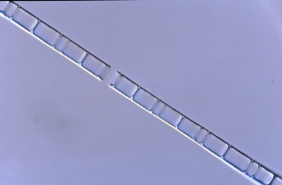 Aulacosira ambigua