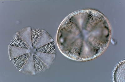 Auliscus/Actinoptychus