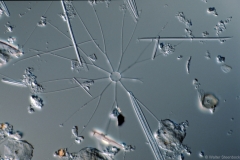 Bacteriastrum