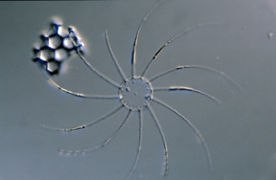 Bacteriastrum spec.
