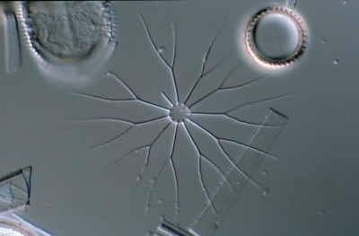 Bacteriastrum spec.