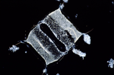 Biddulphia sinensis