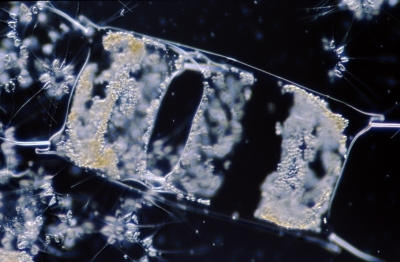 Biddulphia sinensis