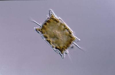 Biddulphia granulata