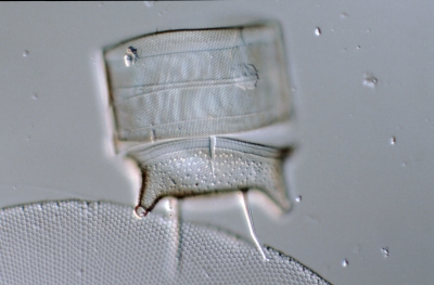 Biddulphia granulata