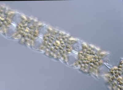Biddulphia aurita