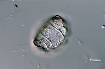 Biddulphia pulchella