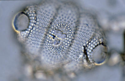 Biddulphia pulchella