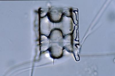 Biddulphia tuomeyi