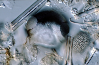 Biddulphia edwardsii