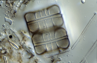 Biddulphia pulchella