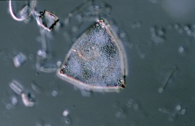 Biddulphia rhombus