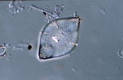 Biddulphia aurita