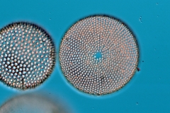 C. obscurus Endictya