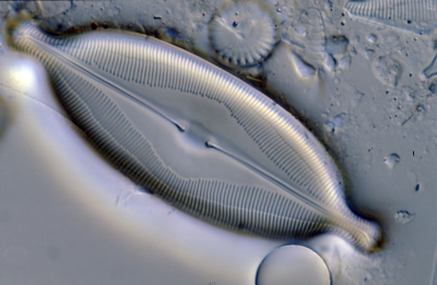 Caloneis amphisbaena