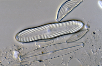 Caloneis silicula
