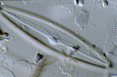 Caloneis westii