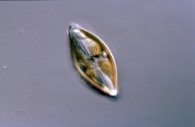 Caloneis amphisbaena