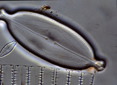 Caloneis amphisbaena