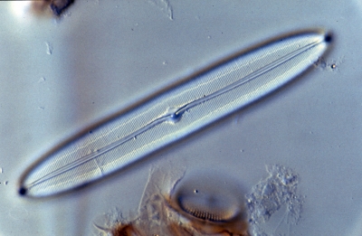 Caloneis spec.