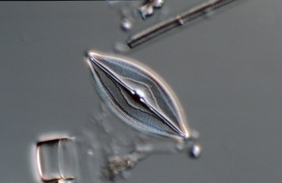 Caloneis amph. f. subsalina