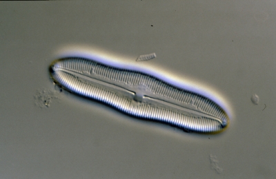 Caloneis silicula