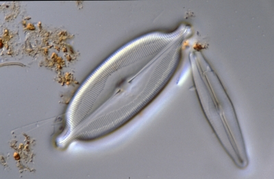 Caloneis amphisbaena