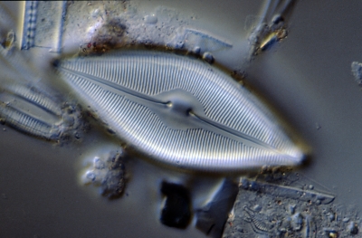 Caloneis amphisb. f.subsals