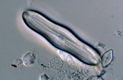 Caloneis silicula