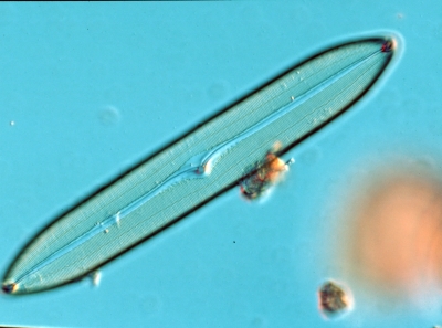 Caloneis spec.