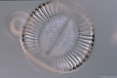 Campylodiscus
